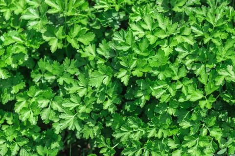 Parsley 写真素材