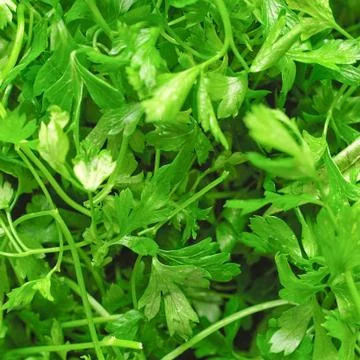 Parsley Stock Photos