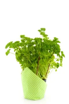 Parsley Stock Photos