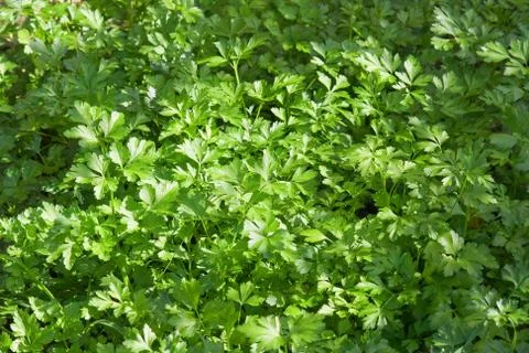 Parsley Stock Photos