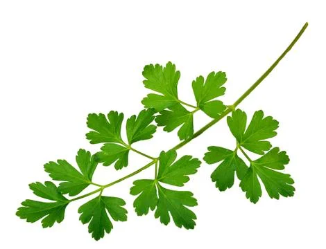 Parsley Stock Photos