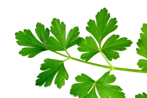 Parsley Stock Photos