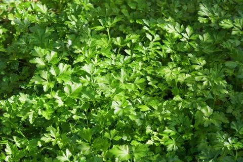 Parsley 스톡 사진
