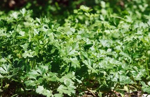 Parsley Stock Photos