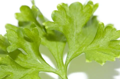 Parsley Stock Photos