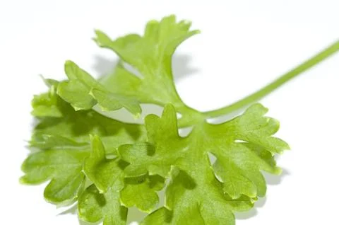 Parsley Stock Photos