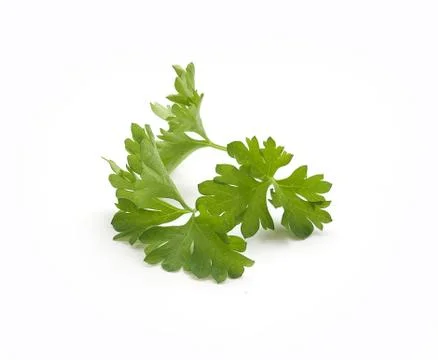 Parsley Stock-Fotos