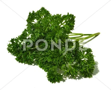 Parsley Stock Photos