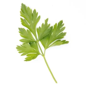 Parsley Stock Photos