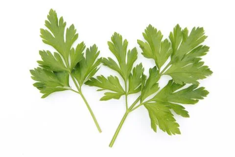 Parsley Stockfoto's