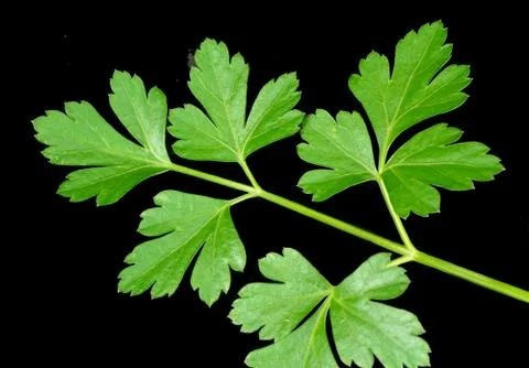 Parsley Stock Photos