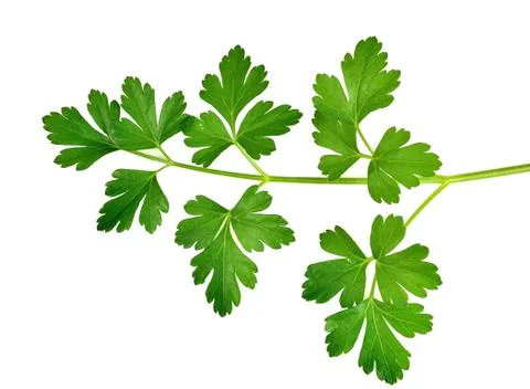 Parsley Stock Photos
