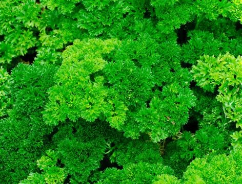 Parsley Stock Photos