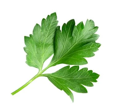 Parsley Stock Photos