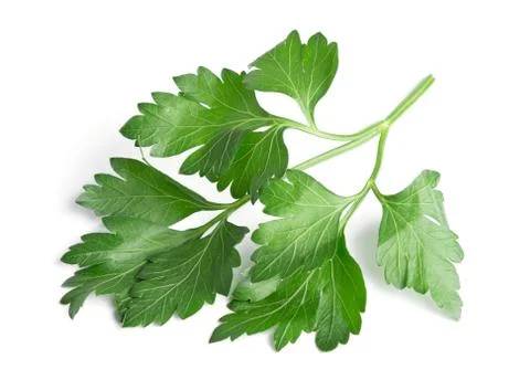 Parsley Stock Photos