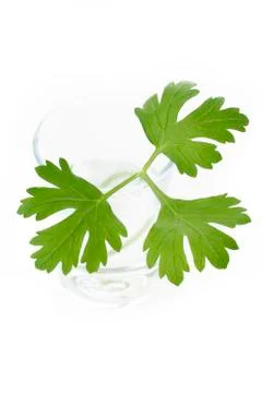 Parsley Stock Photos