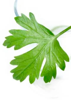 Parsley Stock Photos