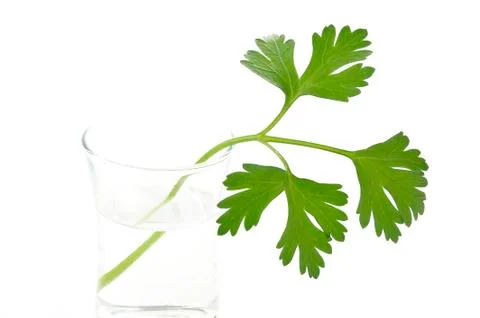 Parsley Stock Photos