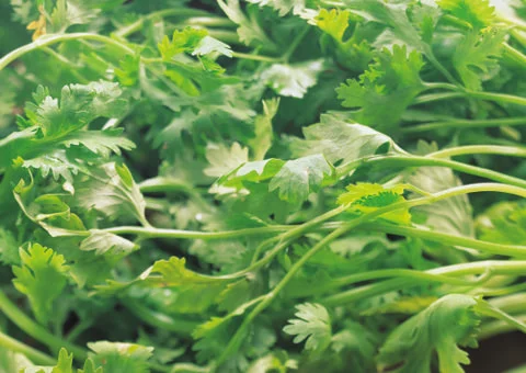 Parsley Stock Photos