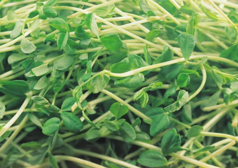 Parsley Stock Photos