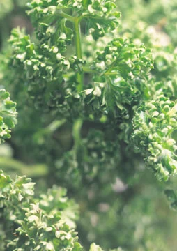 Parsley Stock Photos