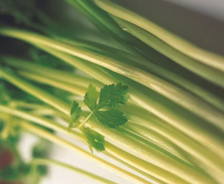 Parsley Stock Photos