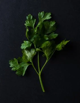 Parsley Stock Photos