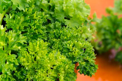 Parsley Stock Photos