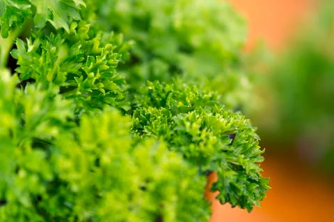 Parsley Stock Photos