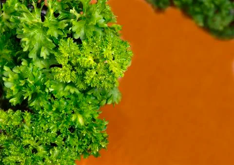 Parsley Stock Photos