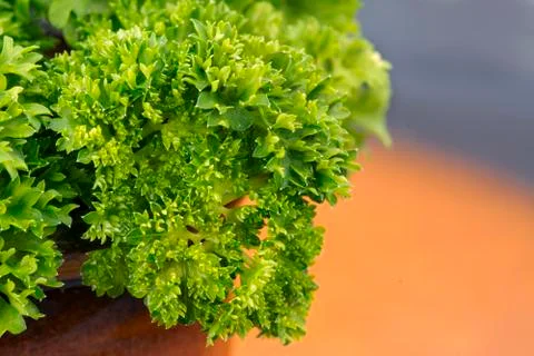 Parsley Stock Photos