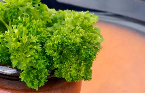 Parsley Stock Photos