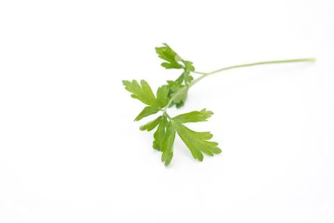 Parsley Stock Photos
