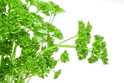 Parsley Foto stock