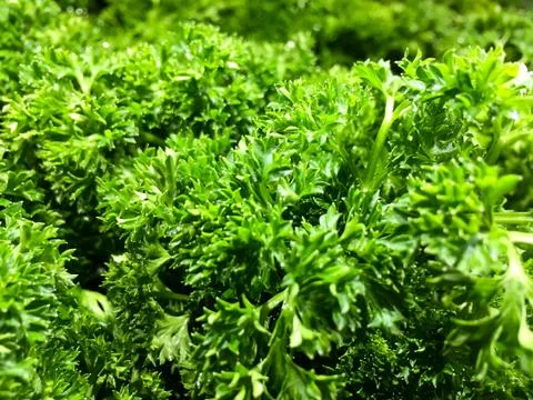 Parsley Stock Photos