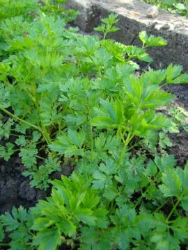 Parsley Stock Photos