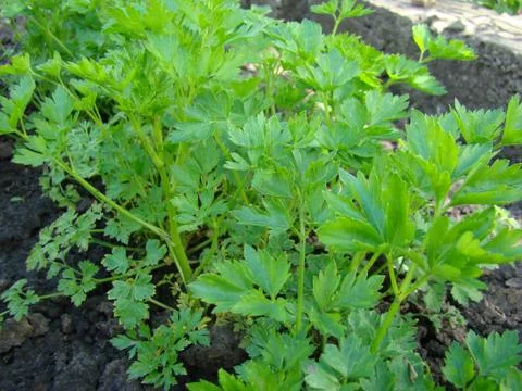 Parsley Stock-Fotos