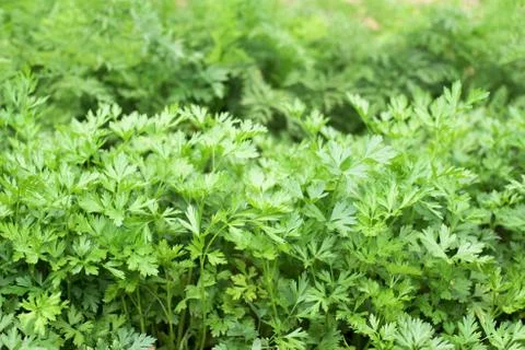 Parsley Stock Photos