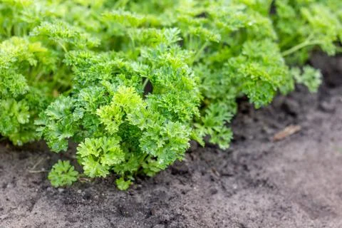 Parsley Stock Photos