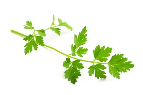 Parsley Stock Photos