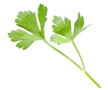 Parsley. Stock Photos
