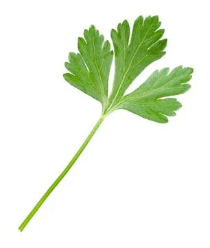 Parsley. Stock Photos