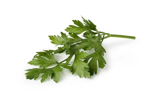 Parsley Stock Photos
