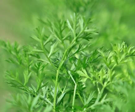 Parsley Stock Photos