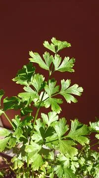 Parsley Stock Photos