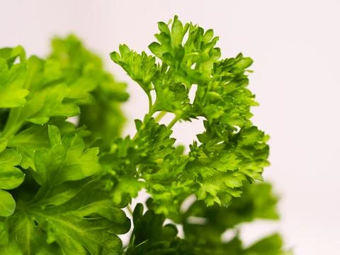 Parsley Foto stock