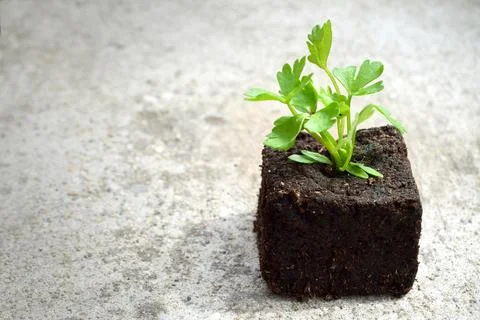 Parsley Stock Photos