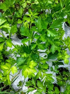 Parsley Stock Photos