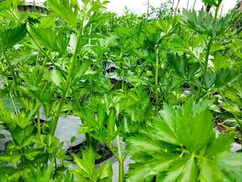 Parsley Stock Photos