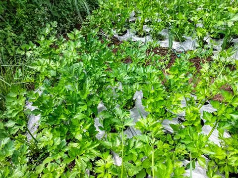 Parsley Stock Photos